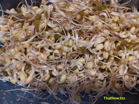 Mung Bean Sprouts3.jpg (48355 bytes)