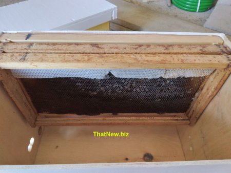 bee-trap4.jpg (29181 bytes)