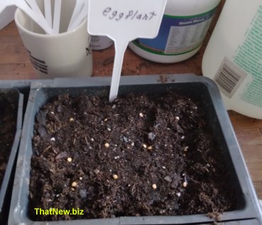 eggplant24.jpg (29305 bytes)