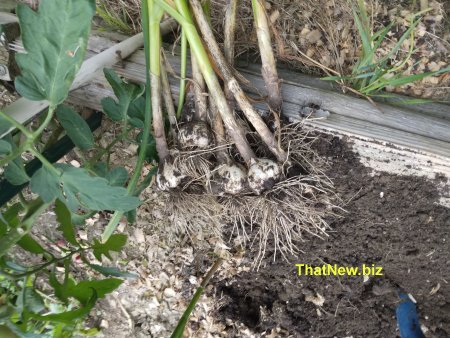 garlic-pulled.jpg (59665 bytes)