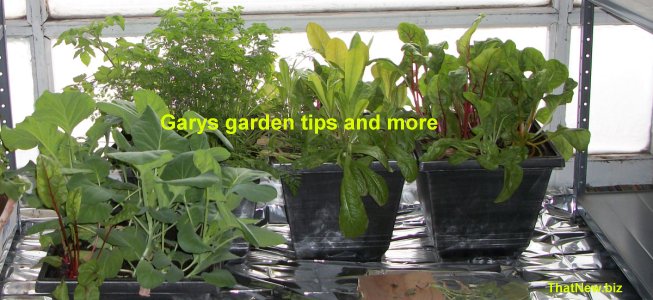 garys-garden.jpg (60671 bytes)