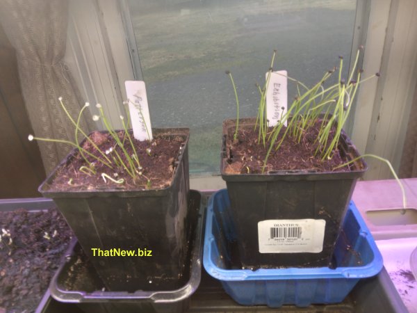 onions25.jpg (48984 bytes)