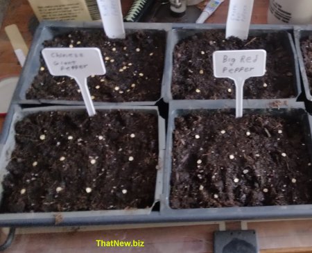 peppers24.jpg (39096 bytes)