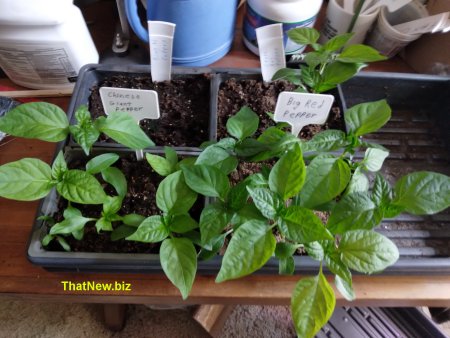 peppers24a.jpg (42528 bytes)