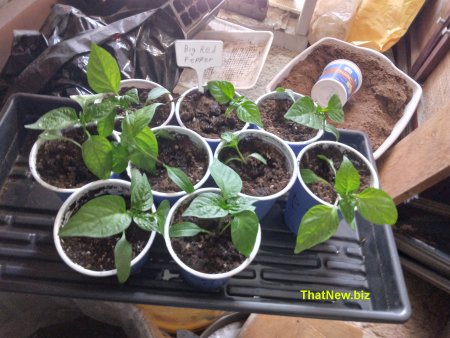 peppers24b.jpg (44711 bytes)