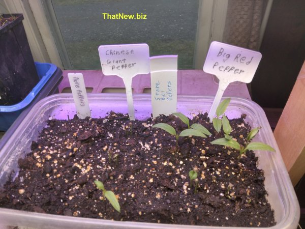 peppers25.jpg (67128 bytes)
