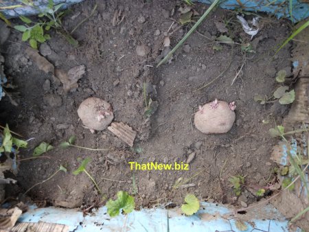 potato24.jpg (50112 bytes)