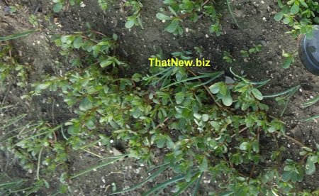 purslane.jpg (48998 bytes)