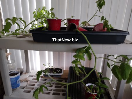 s-tomato.jpg (33303 bytes)