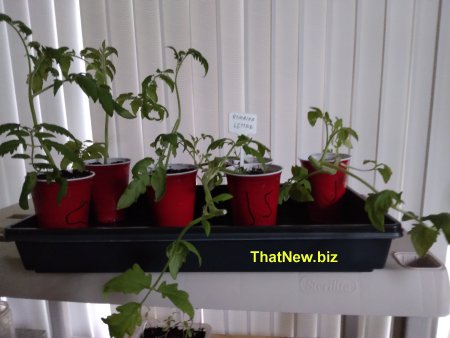 s-tomato5.jpg (29581 bytes)