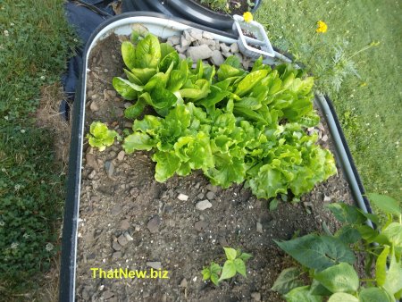 salad1.jpg (59313 bytes)