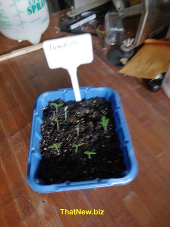 tomatilli.jpg (31290 bytes)