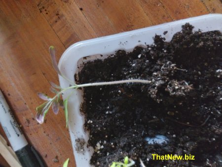 tomato roots.jpg (35966 bytes)