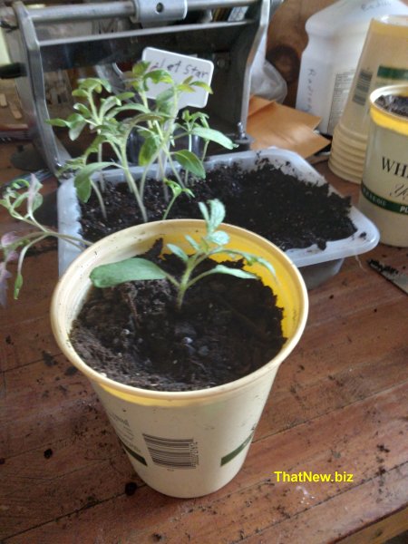 tomato-deep24.jpg (60726 bytes)
