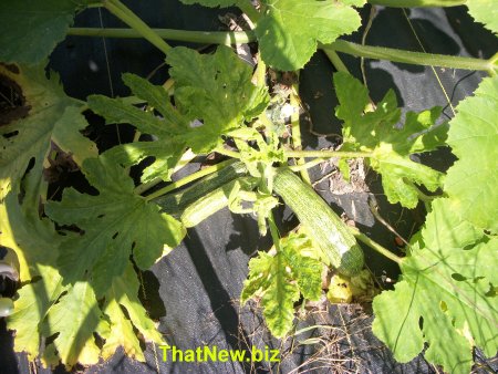 zucchini2.jpg (53032 bytes)